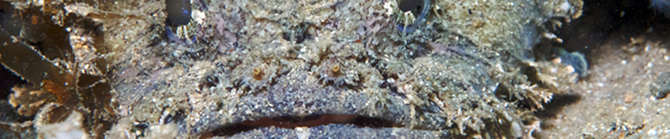 Frogfishes, Toadfishes, Bastard Stonefish banner
