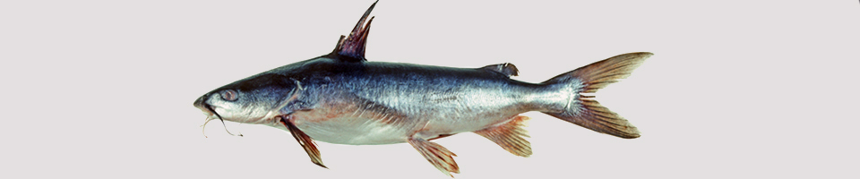Forktail catfishes banner