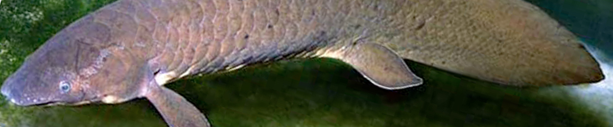 Lungfishes banner