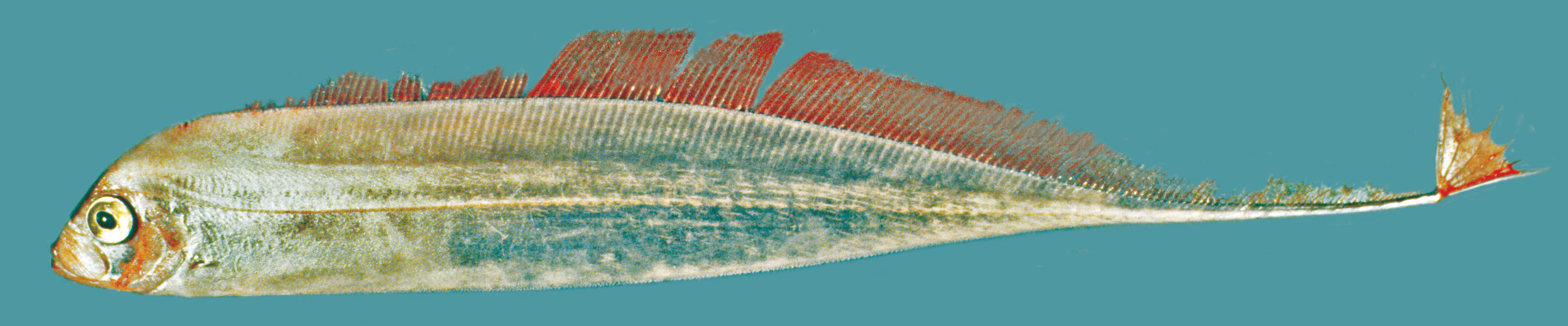 Ribbonfishes, Dealfishes banner