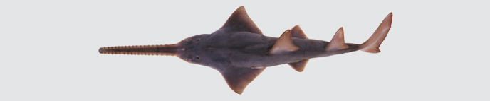 Sawfishes banner