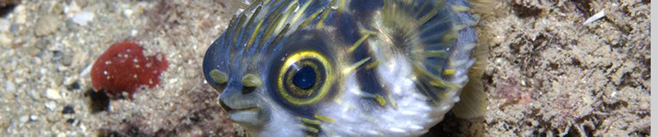 Puffer-fishes and allies banner