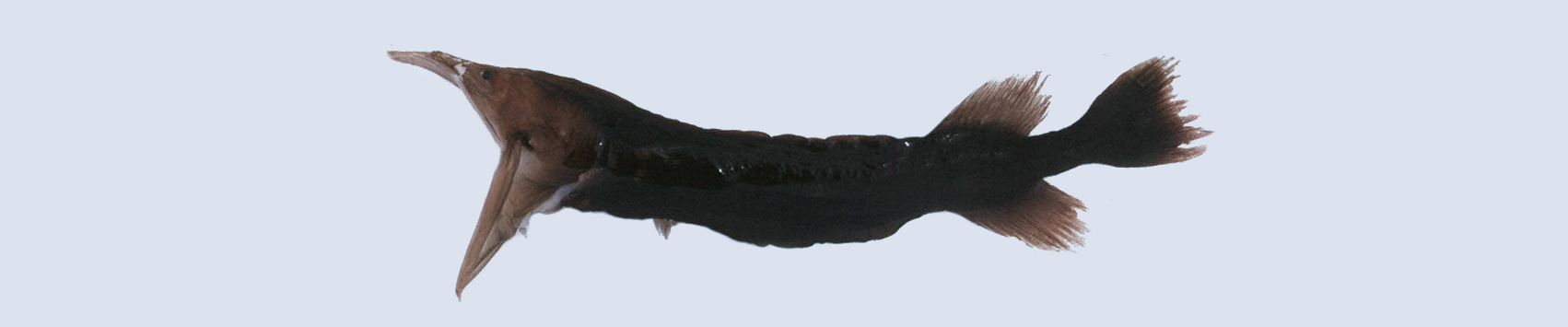 Whalefishes banner