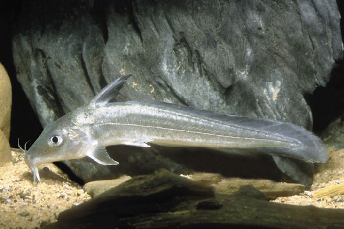 Toothless catfish (Anodontiglanis dahli)