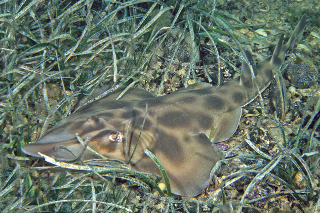 A Western Shovelnose Ray resting on the bottom in a seagrass bed.