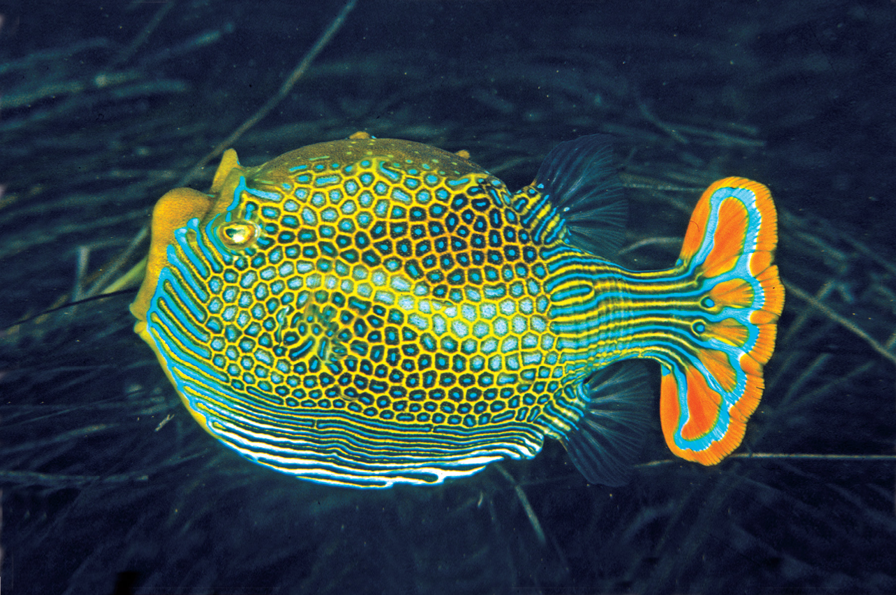 Shaw Fish Okinawa's Aquarium Wishlist - The ZT2 Round Table