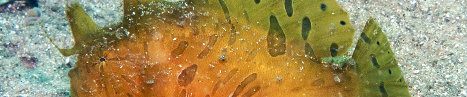 Anglerfishes, Frogfishes banner