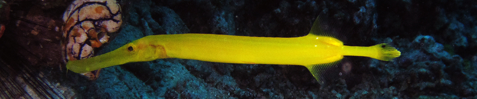Trumpetfishes banner