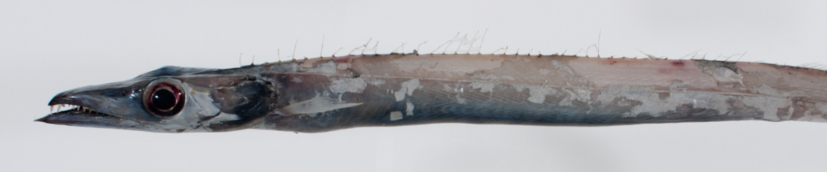 Cutlassfishes, Frostfishes, Hairtails, Scabbardfishes banner