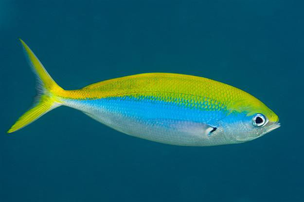 Caesio Xanthonotus
