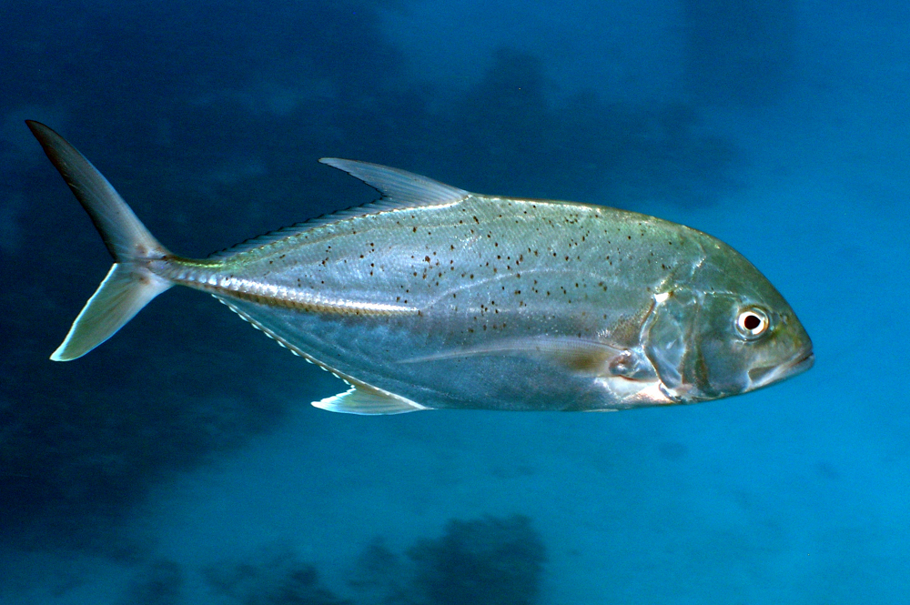 Сильная рыба 4. Каранкс рыба. Желтоперый каранкс. Caranx ignobilis. Гигантский каранкс.