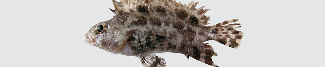 False scorpionfish banner