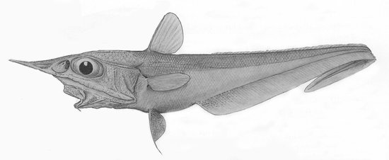 Coelorinchus-gaesorhynchus