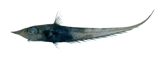 Coelorinchus-kaiyomaru