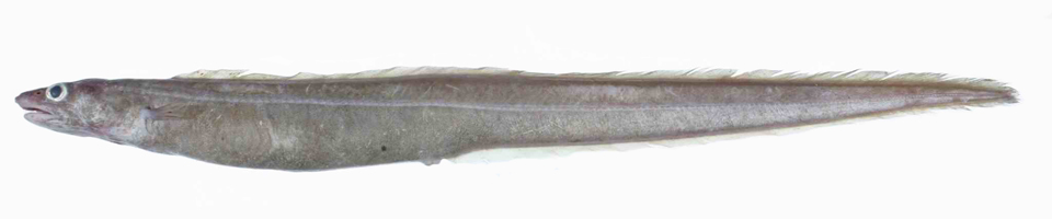 Conger eels banner