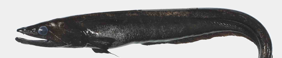 Cutthroat eels banner