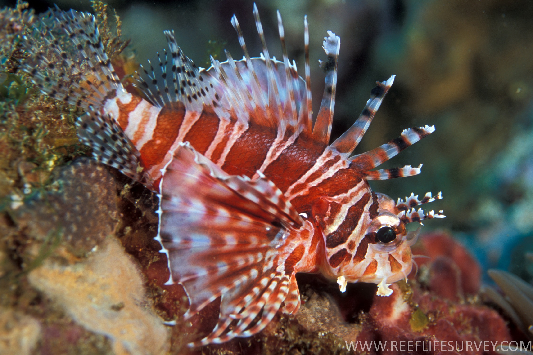 Dendrochirus Zebra