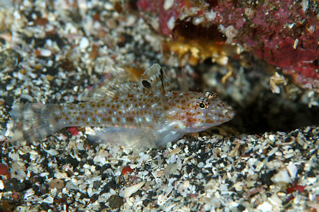 Fusigobius duospilus