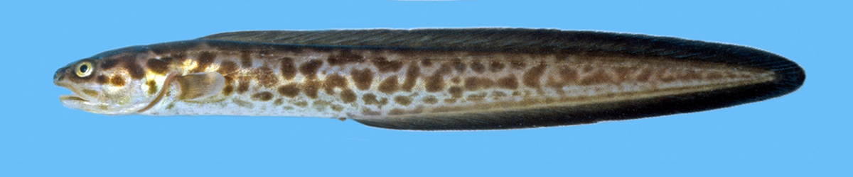 Brotulas and cusk-eels banner