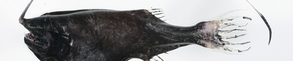 Slender Anglerfishes, Whipnose Anglers, Whipnose Deepsea Anglerfishes banner