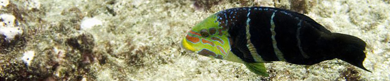 Thicklip Wrasses banner