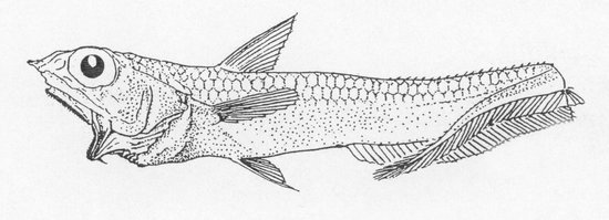 Hymenocephalus-adelscotti