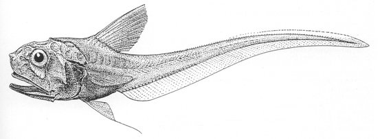 Hymenocephalus-aterrimus