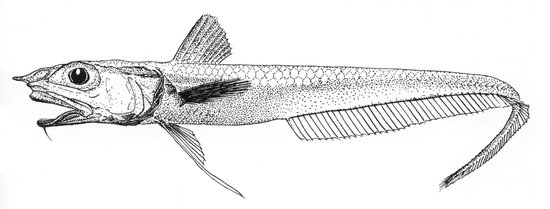 Hymenocephalus-kuronumai
