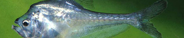 Nurseryfish banner