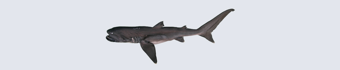 Megamouth Shark banner