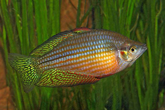 Stacy Rainbow Fish Melbourne