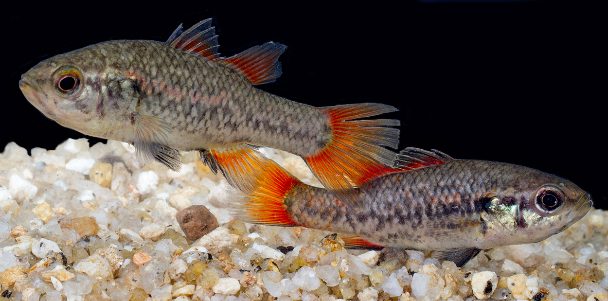 Southern Pygmy Perch, Nannoperca australis, from Darby River, Wilsons Promontory, Victoria