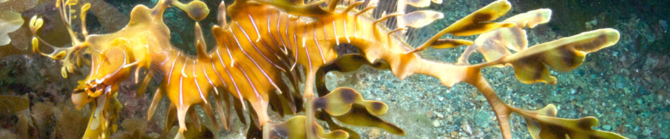 Seahorses, pipefishes and their relatives banner