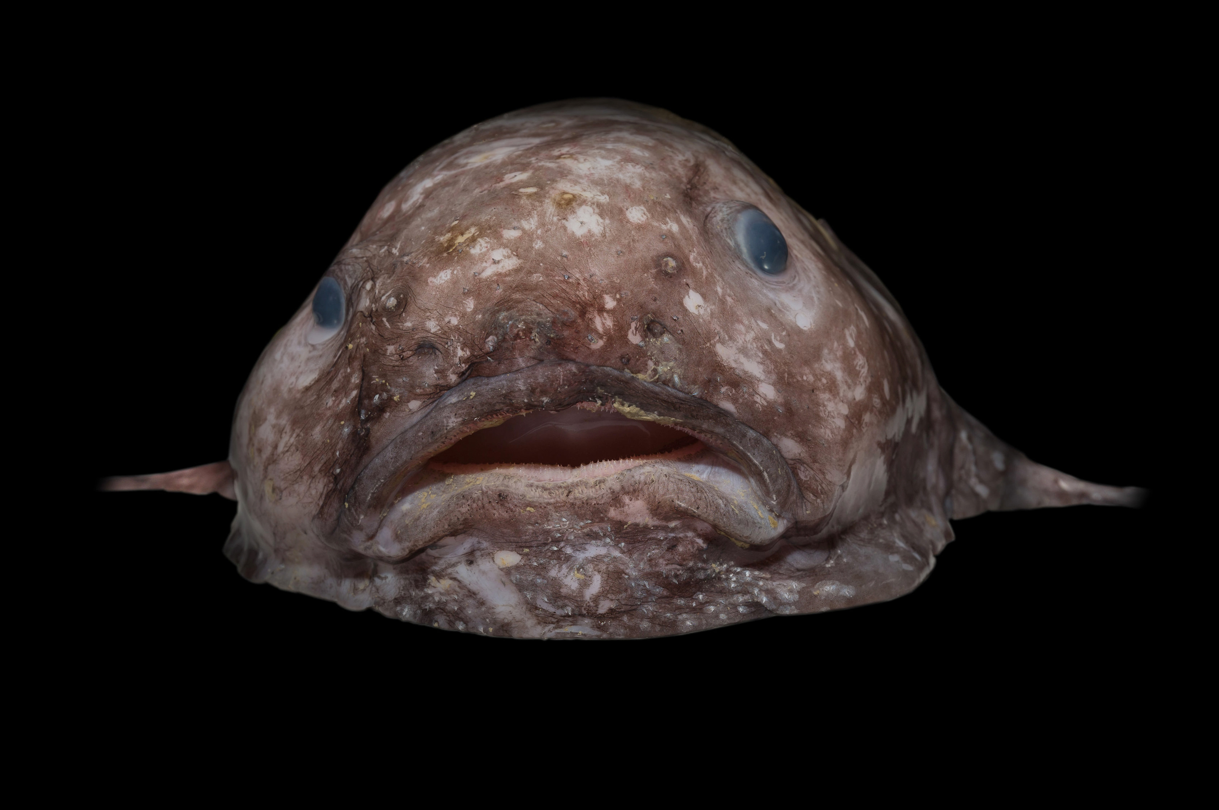 How a Blobfish (a Deep Sea Fish) Looks with and without the