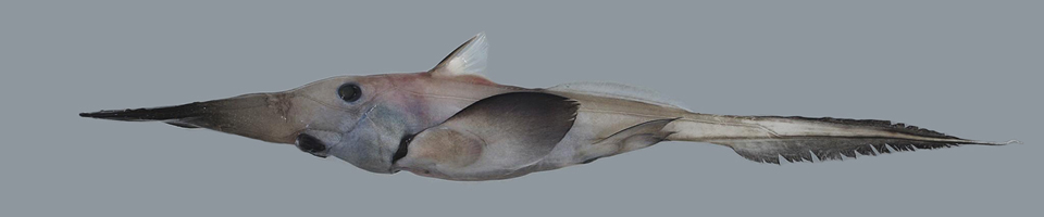 Long-nosed Ghost Sharks, Longnose Chimaeras, Spookfishes banner