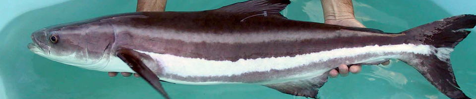 Black Kingfish, Cobia banner