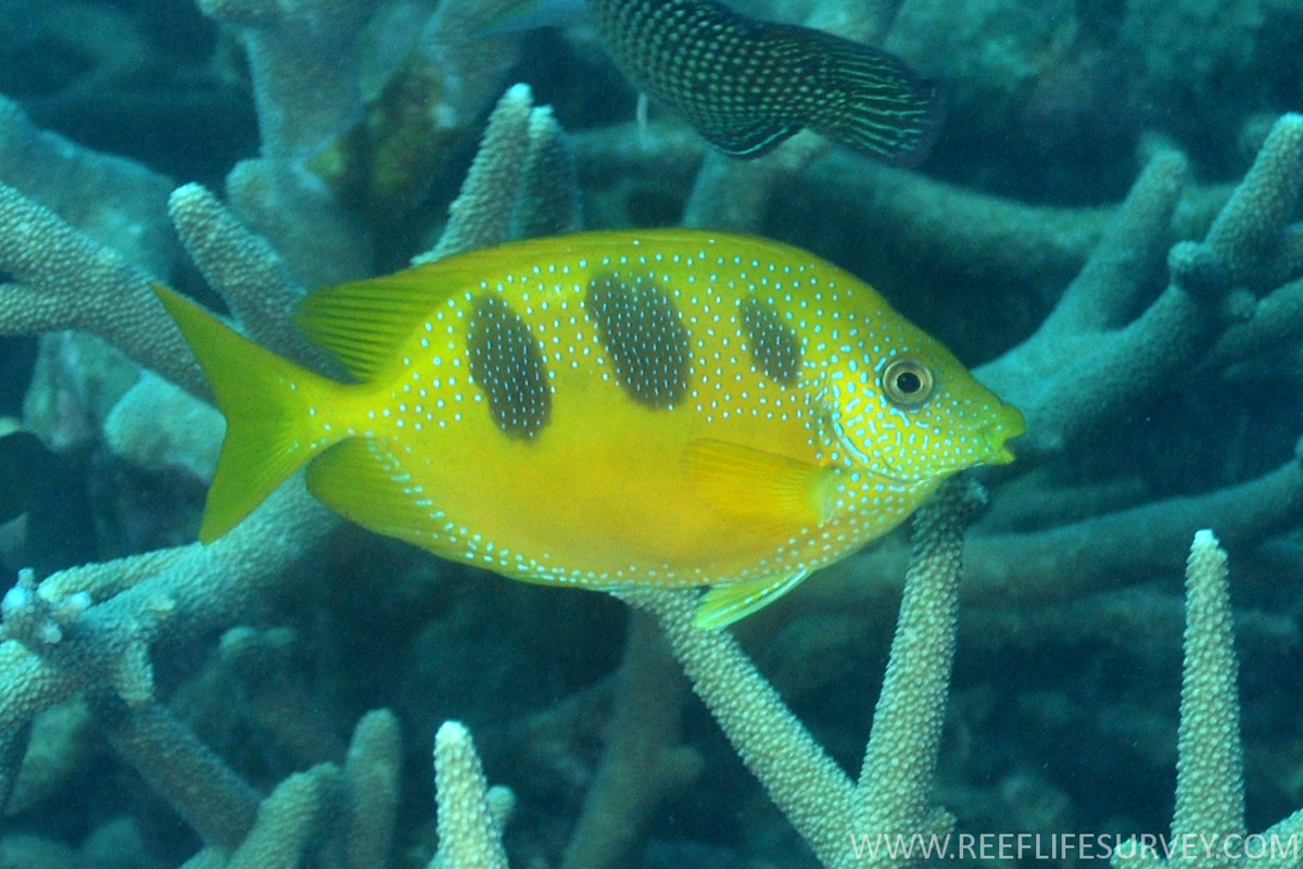 A yellow fish with three dark blotches on the upper sides amongst branching corals