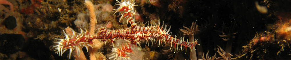 Ghost pipefishes banner