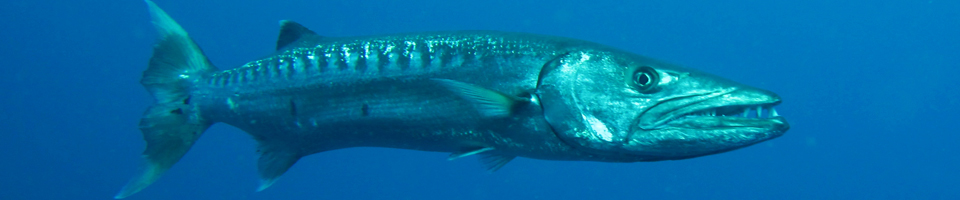 Barracudas, Sea  Pikes banner