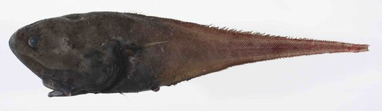 Squalogadus-modificatus
