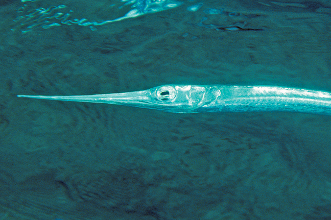 A Slender Longtom swimming just below the surface of the water.