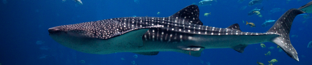 Whale Sharks banner