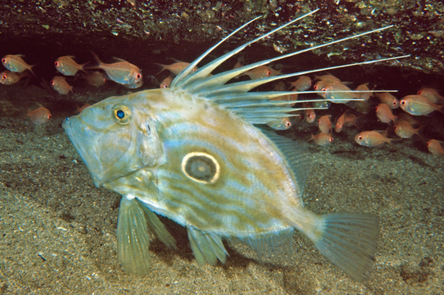 A John Dory, Zeus faber, near the bottom with its fins spread out.
