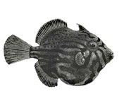 black and white image of the error fish
