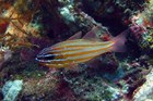 Orangelined Cardinalfish, Ostorhinchus cyanosoma, at Tulamben, Bali, Indonesia, depth 11 m 