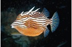 Aracana aurita