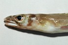 Lateral view of the front half of the body of an eel called a Lord Howe Conger, Ariosoma howensis, that washed ashore on Lord Howe Island in 2005