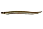 An eel called a Lord Howe Conger, Ariosoma howensis, that washed ashore on Lord Howe Island in 2005