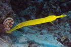 Trumpetfish, Aulostomus chinensis - Ribbon Reefs, QLD