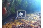 Video clip of a group of Banded Morwongs, Chirodactylus spectabilis